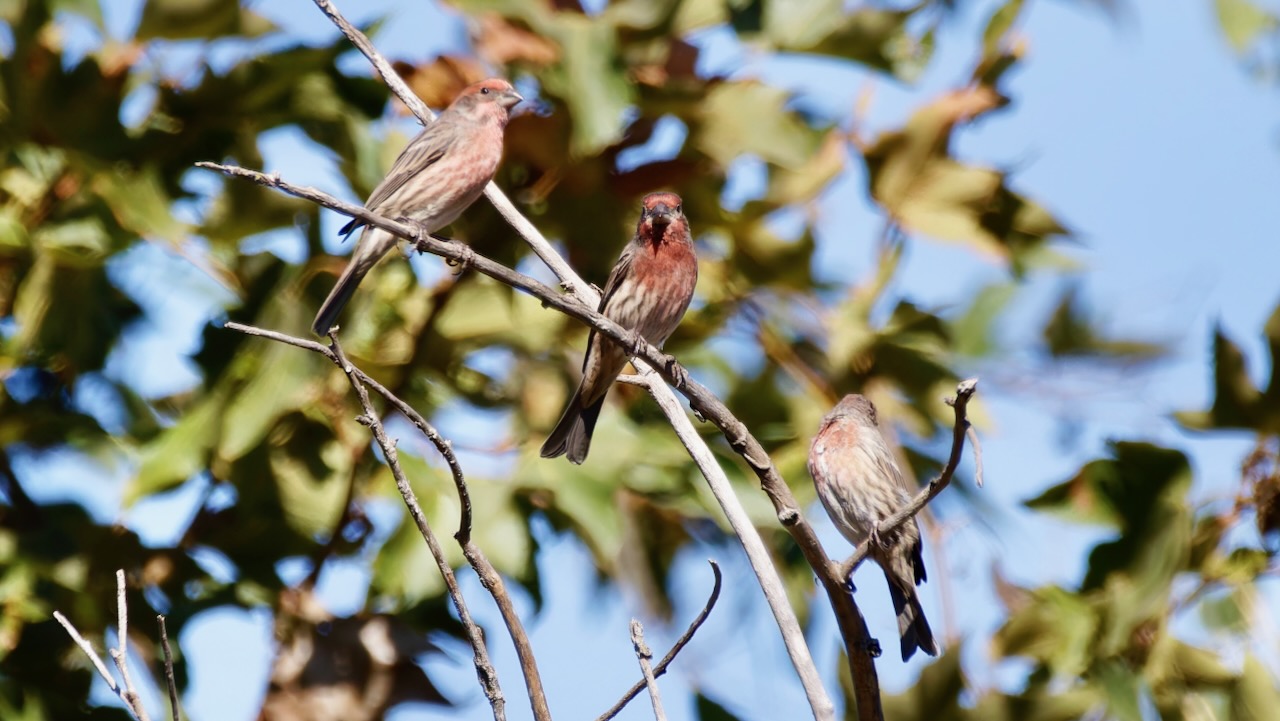 House Finches