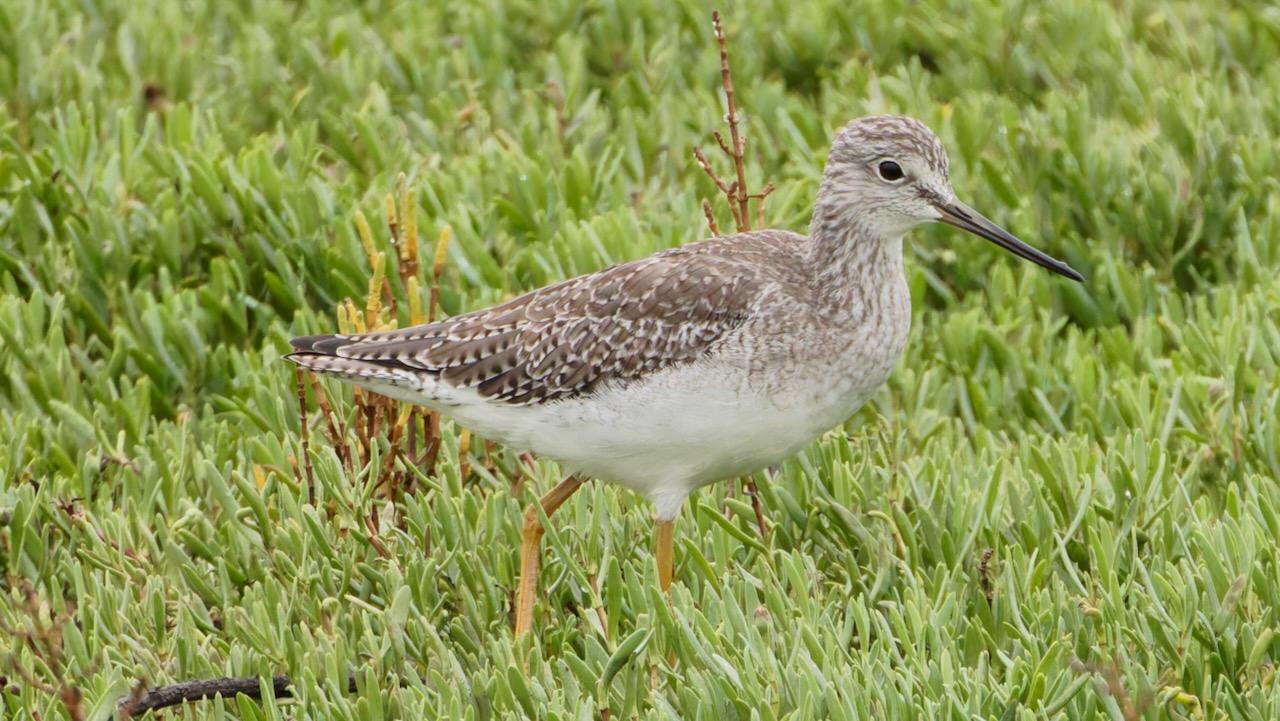 Greater Yellowlegs