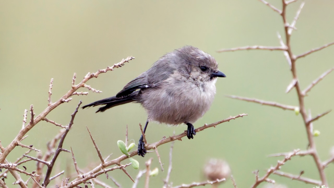 Bushtit