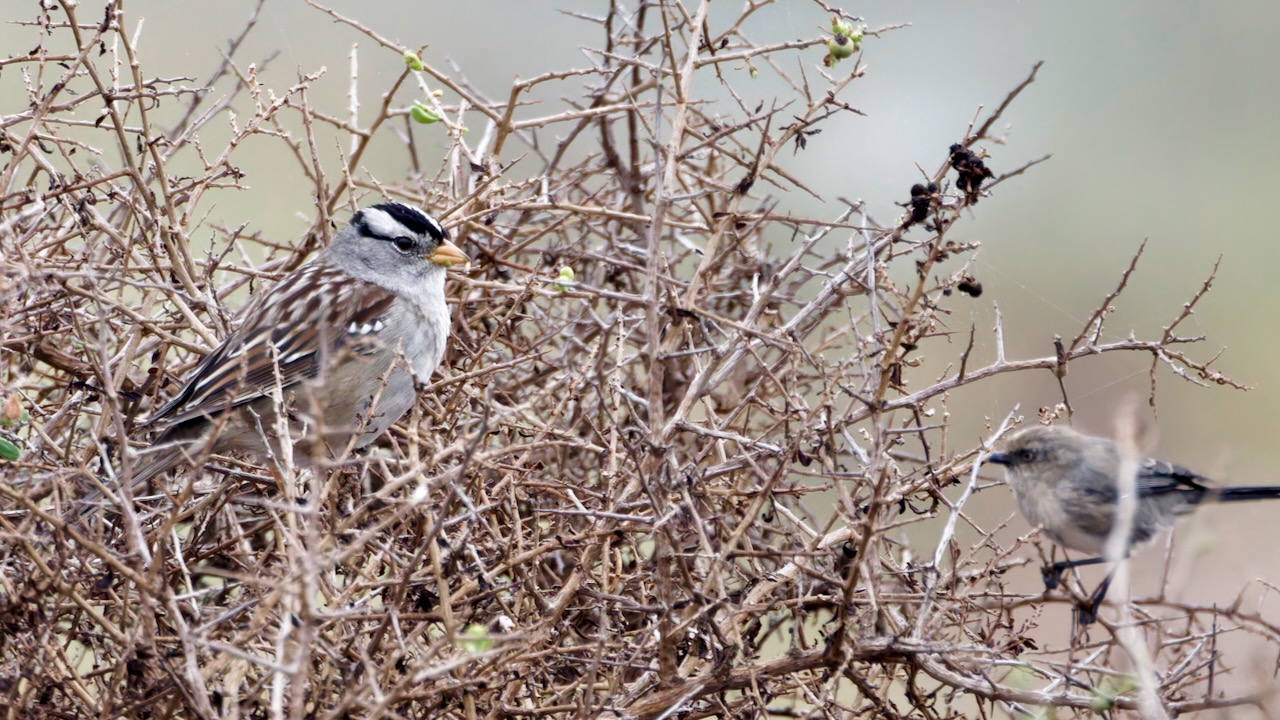 White-crowned Sparrow (Male)