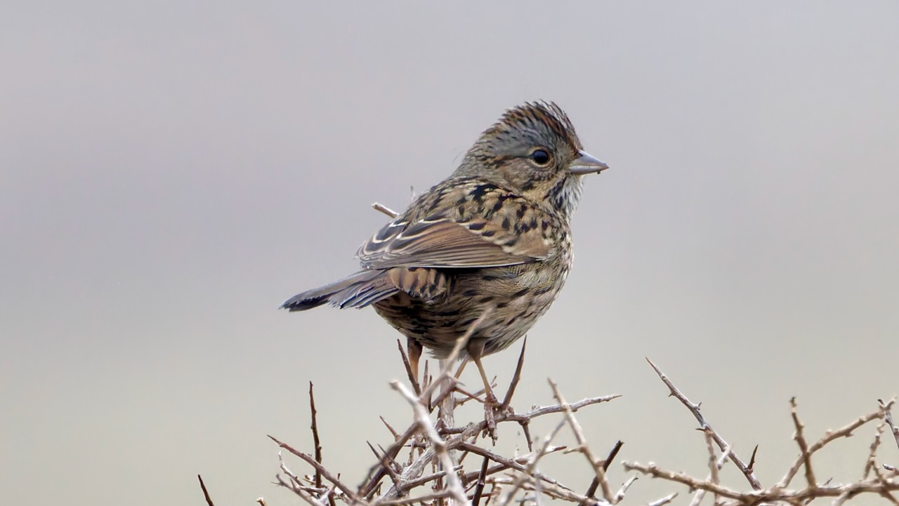 Lincoln's Sparrow