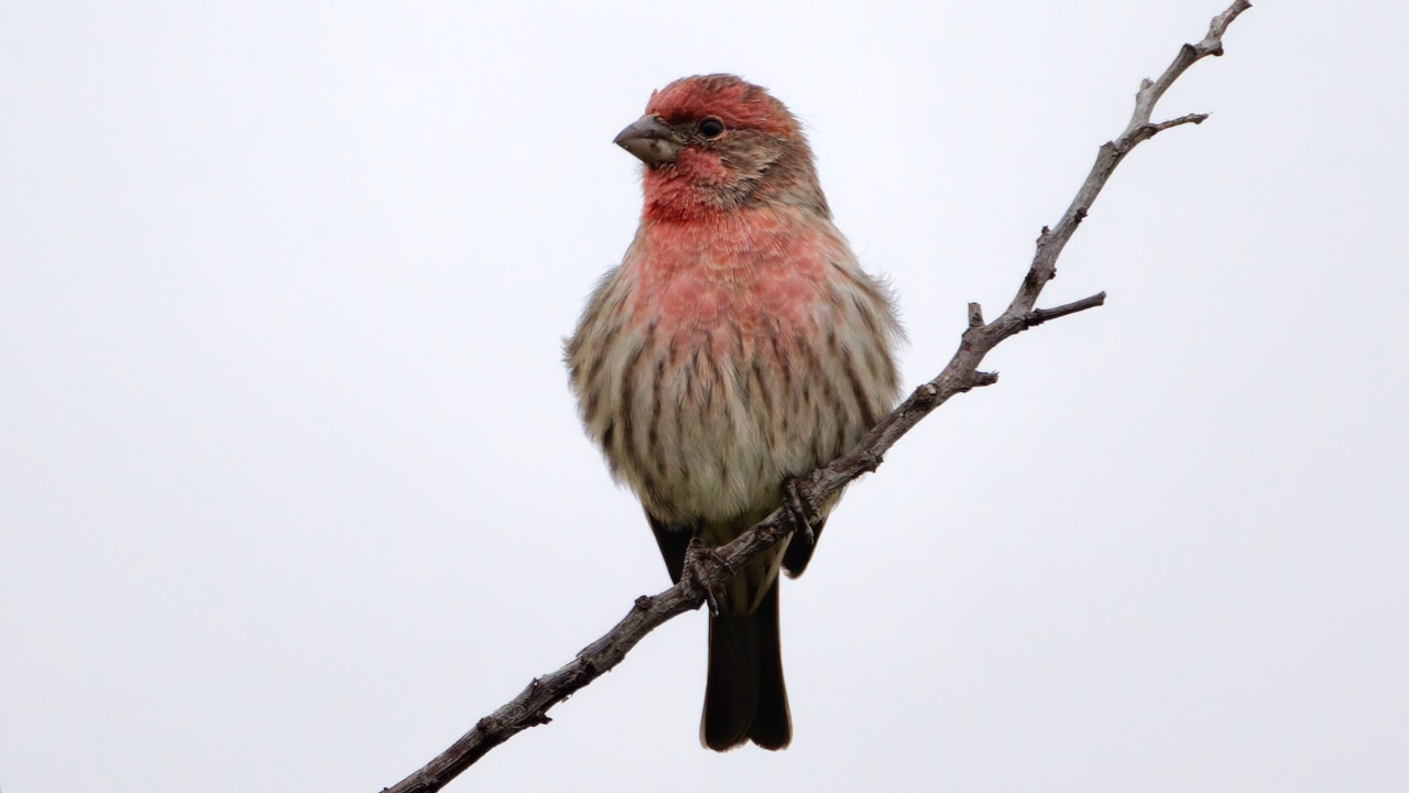 House Finch