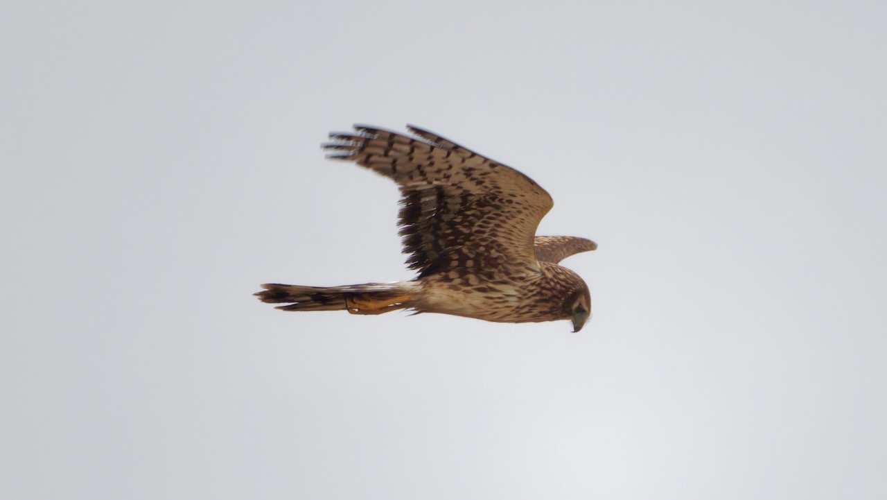 Northern Harrier