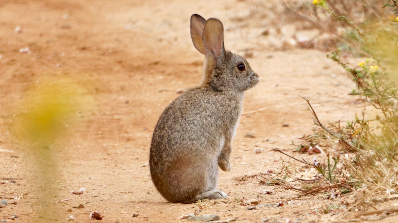 Desert Cottontail Rabbit