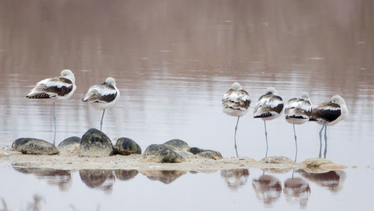 American Avocets