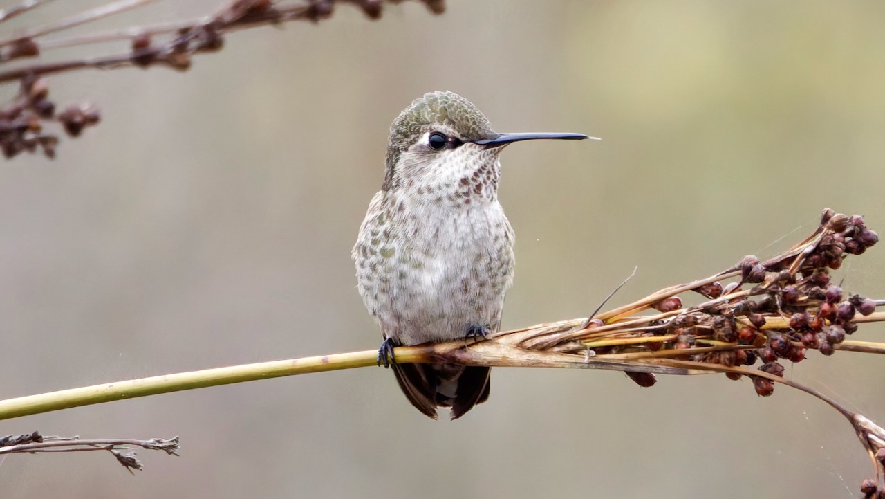 Anna’s Hummingbird