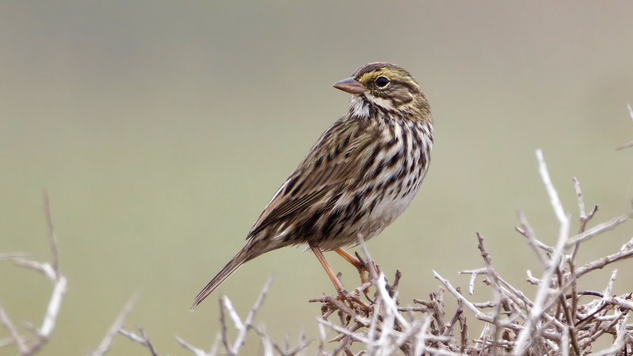 Savannah Sparrow