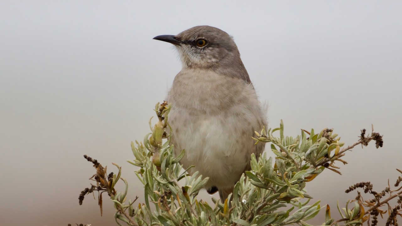 Northern Mockingbird