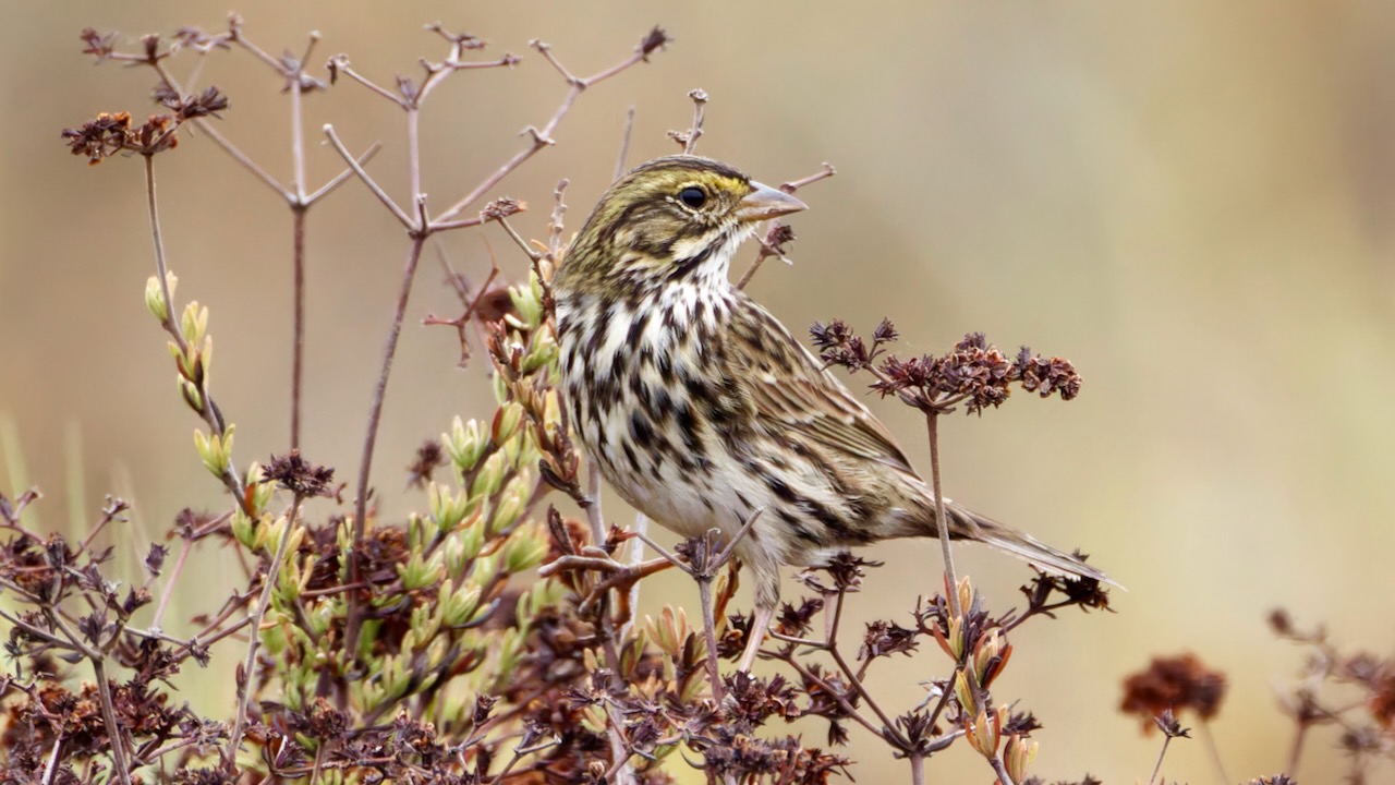 Savannah Sparrow