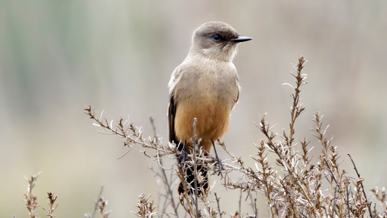 Say's Phoebe