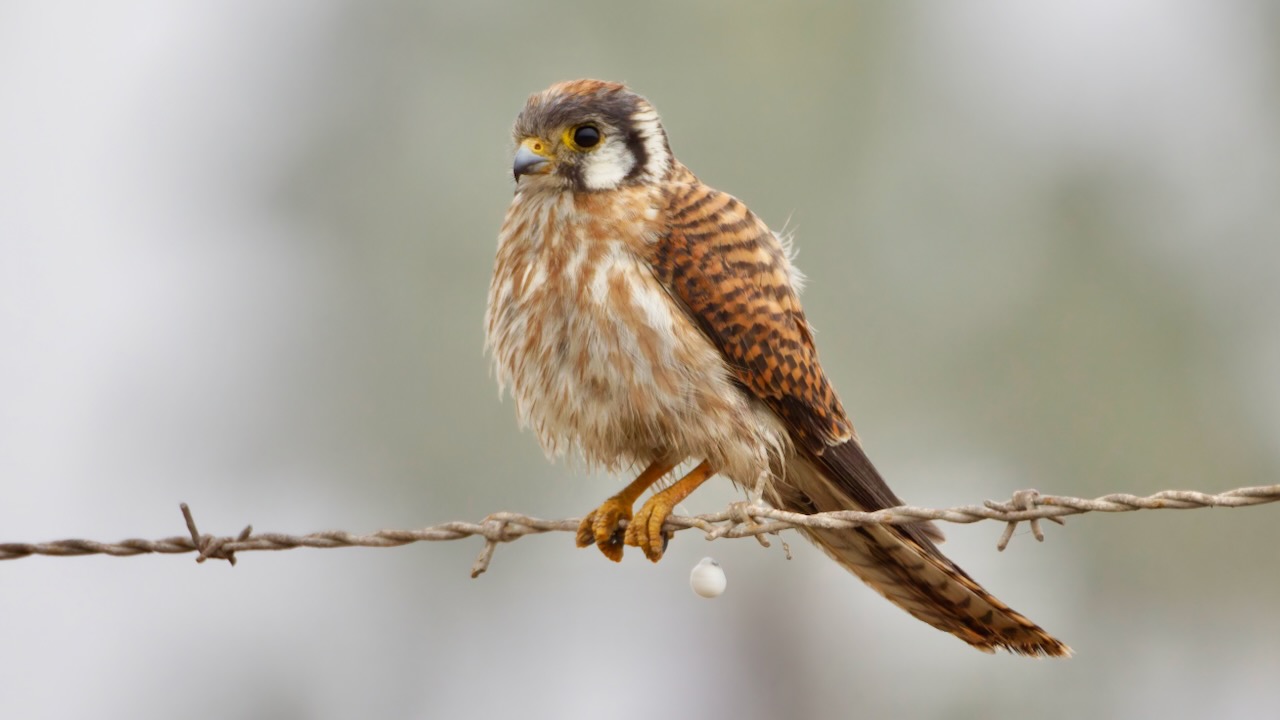 American Kestrel