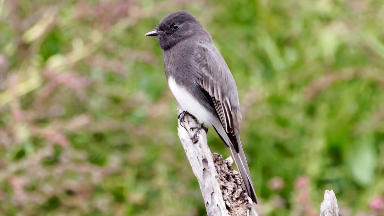 Black Phoebe