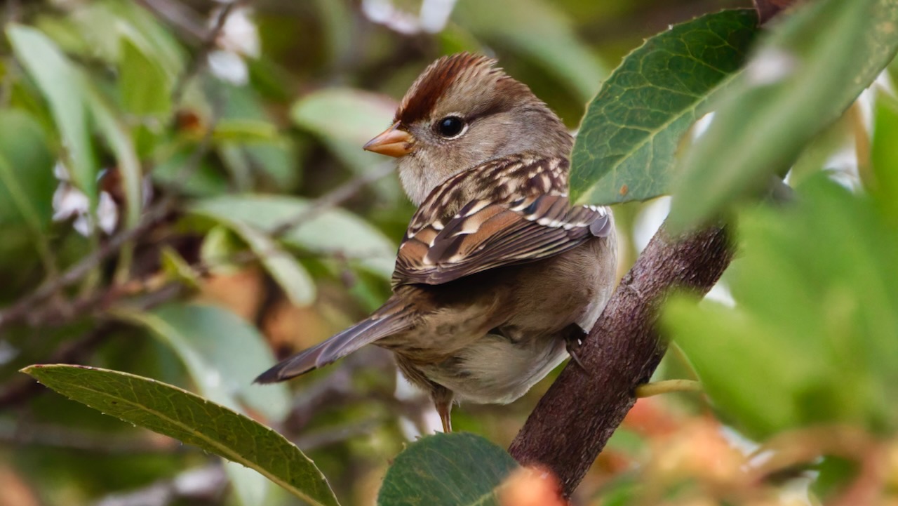 White-crowned Sparrow (Female)