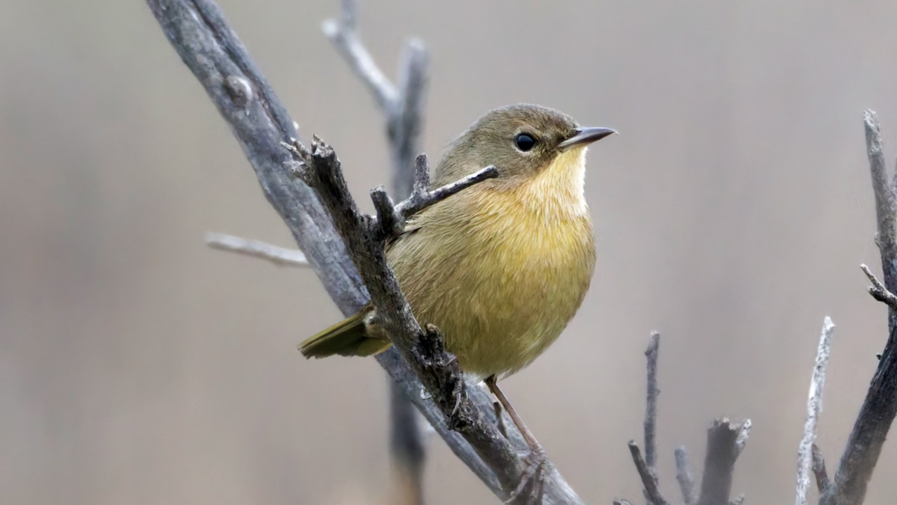 Common Yellowthroat (Female)