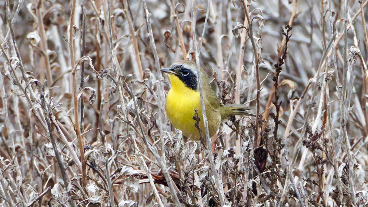 Common Yellowthroat (Male)