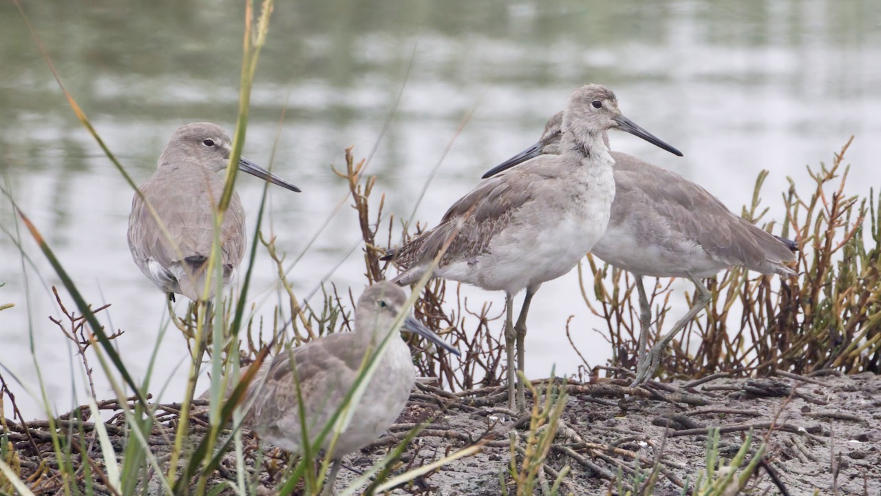 Willets