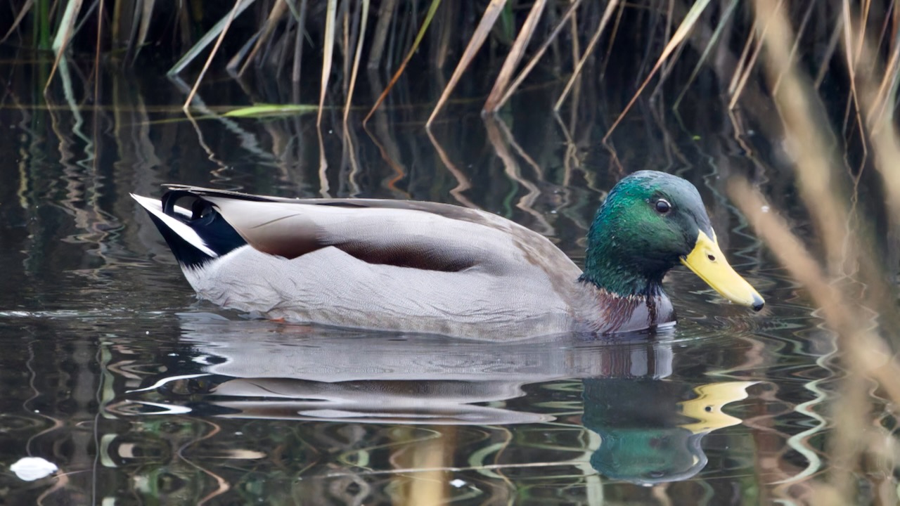 Mallard