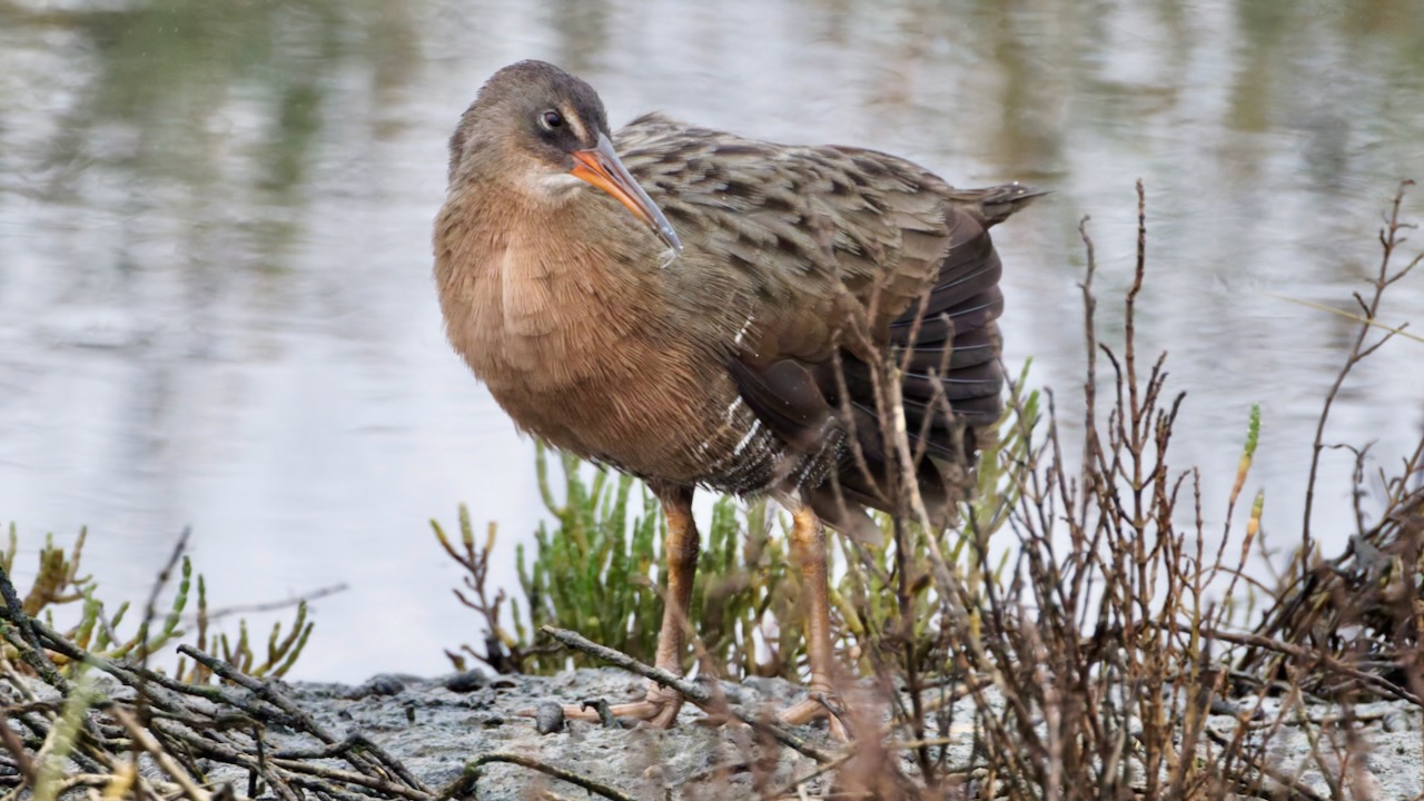 Ridgeway’s Rail