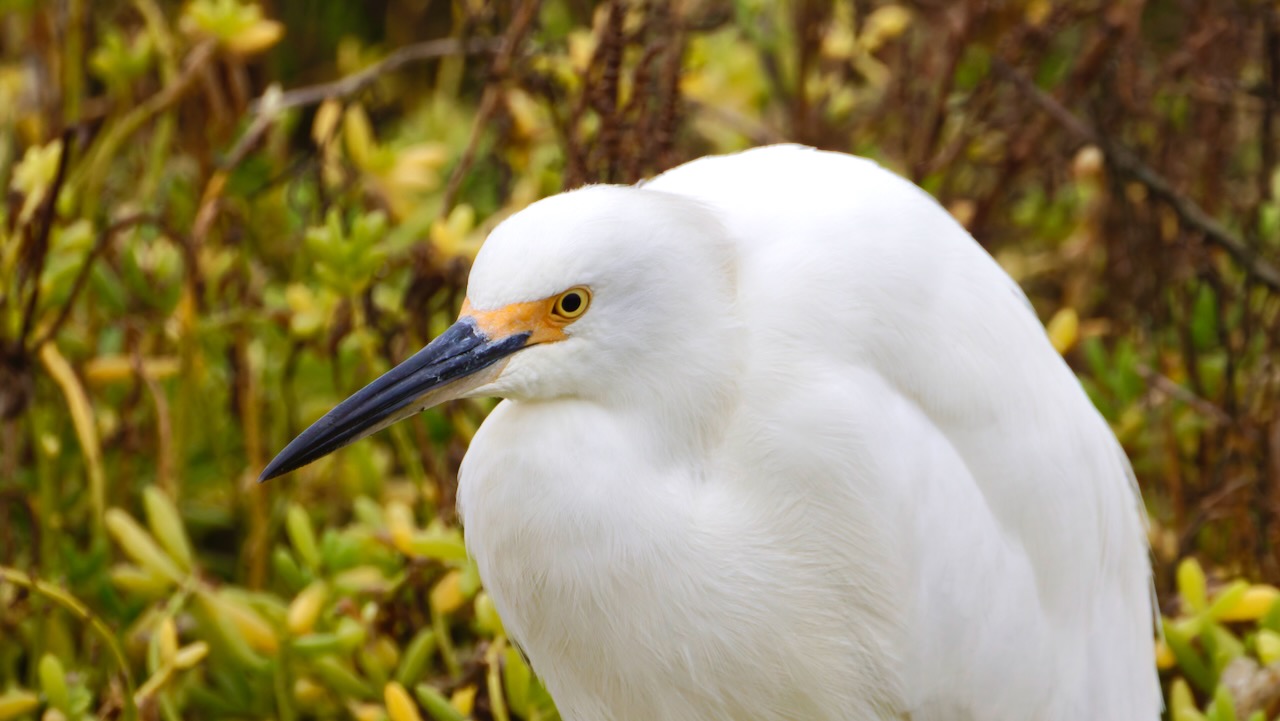 Snowy Egret