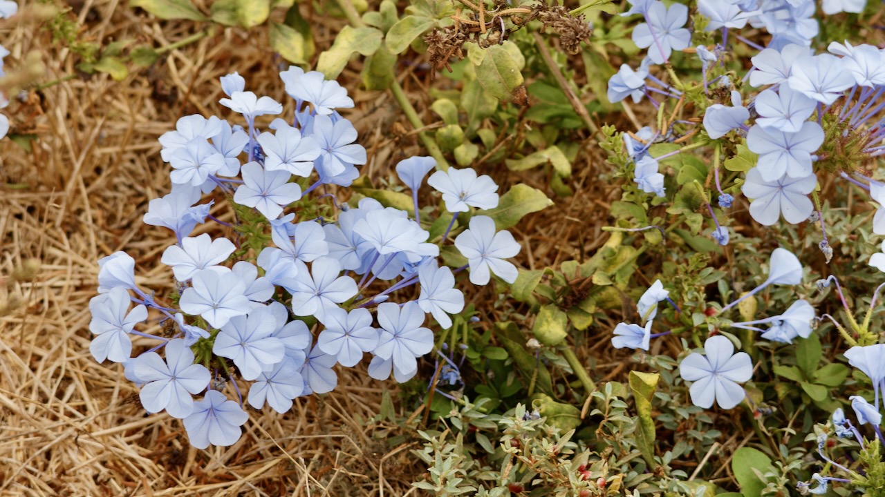 Plumbago