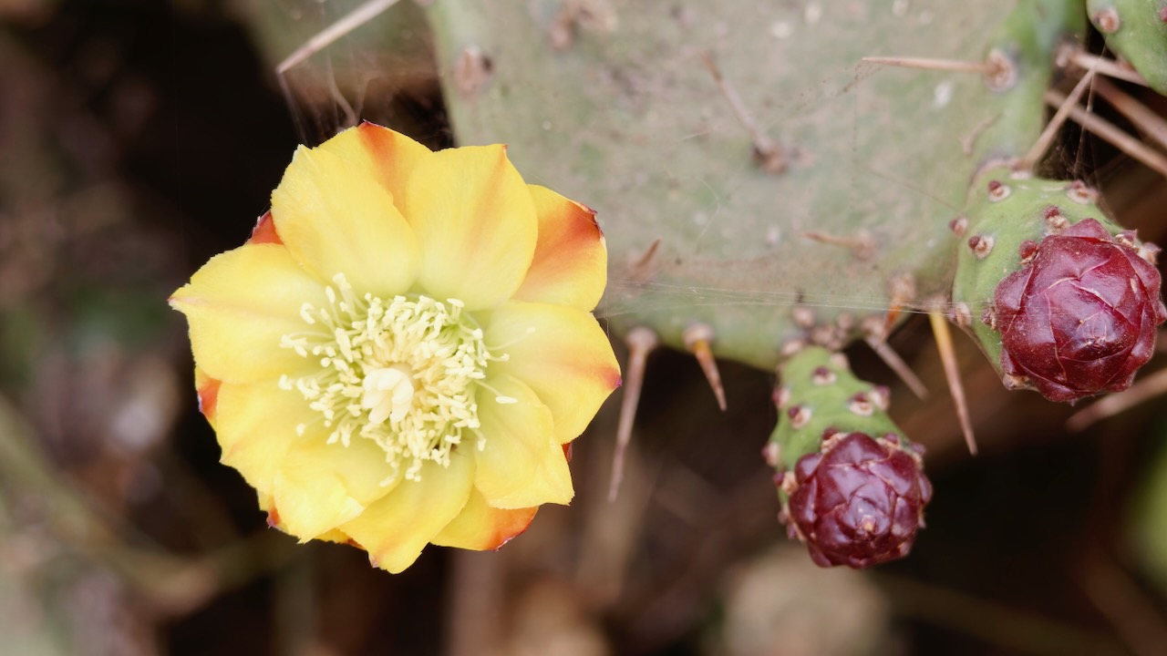 Prickly Pear Cactus