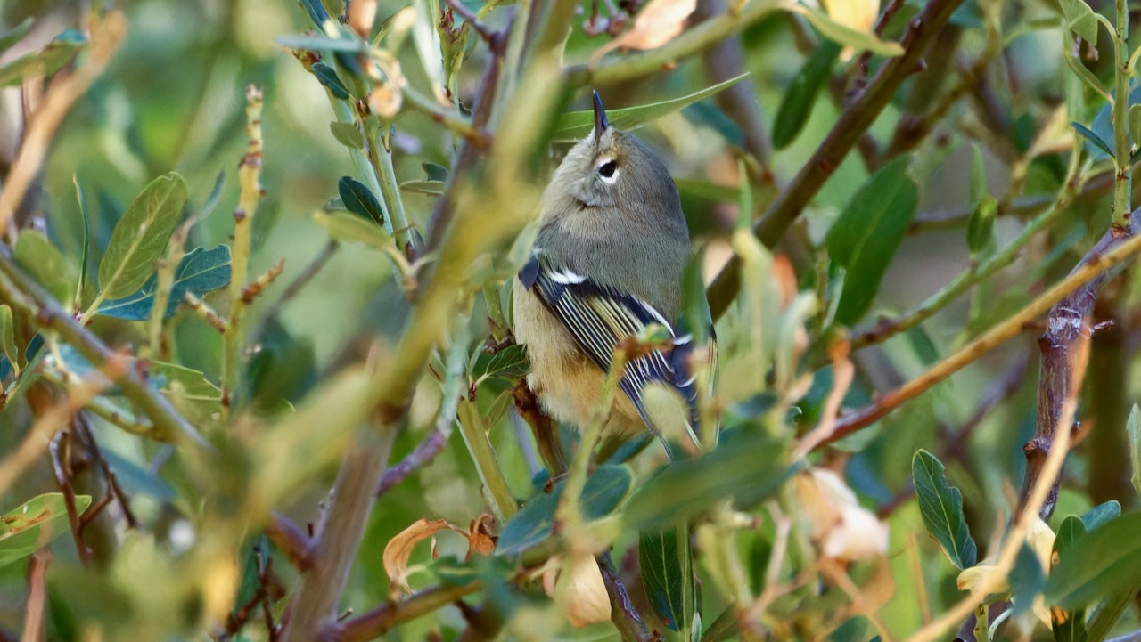 Ruby-crowned Kinglet