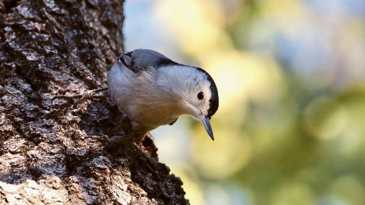 White-breasted Nuthatch