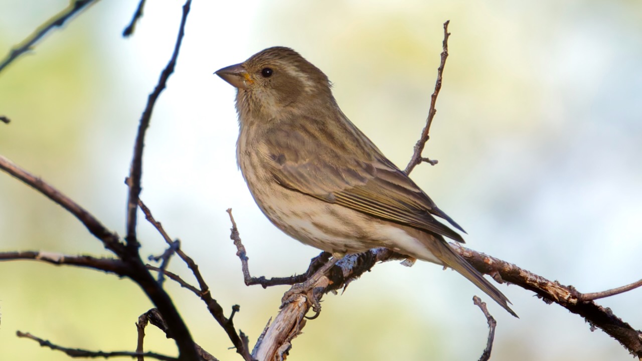 Purple Finch (Female)