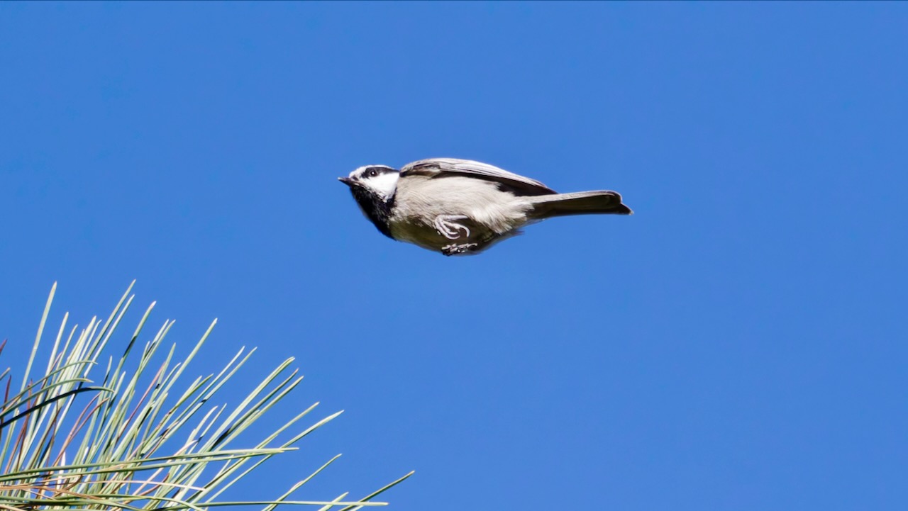 Mountain Chickadee