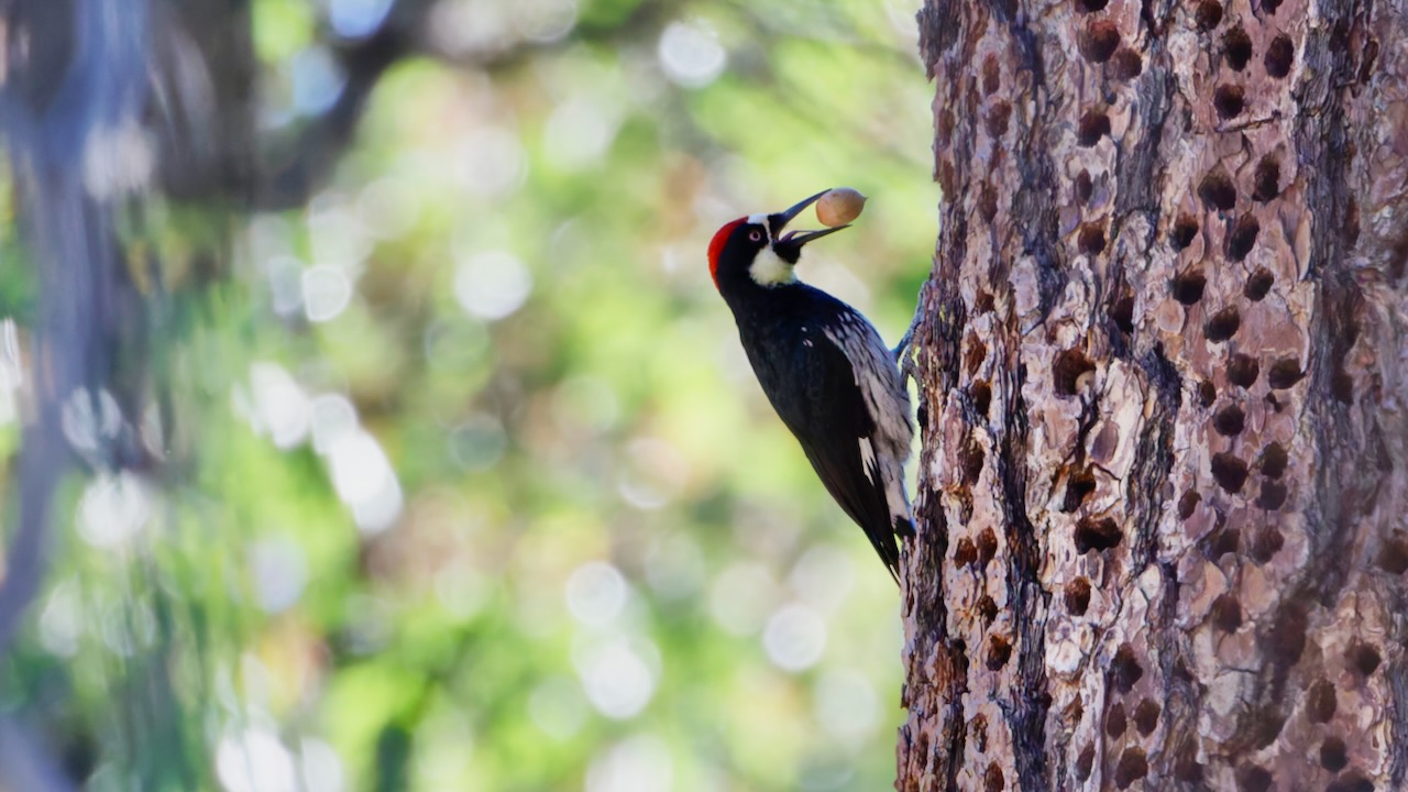 Acorn Woodpecker