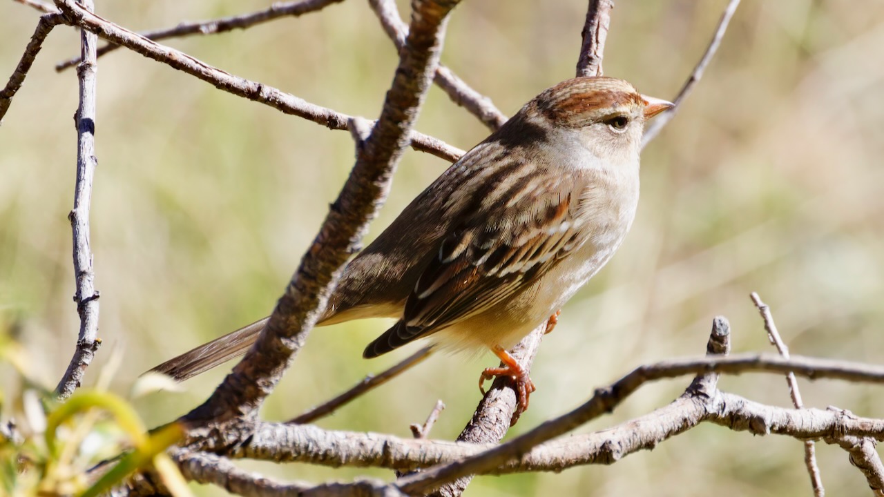 White-crowned Sparrow (Female)