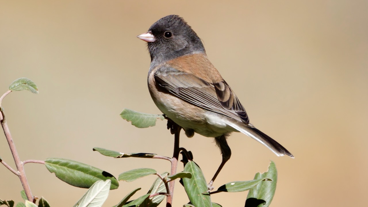 Dark-eyed Junco