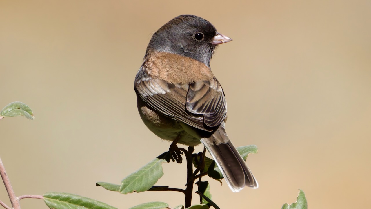 Dark-eyed Junco