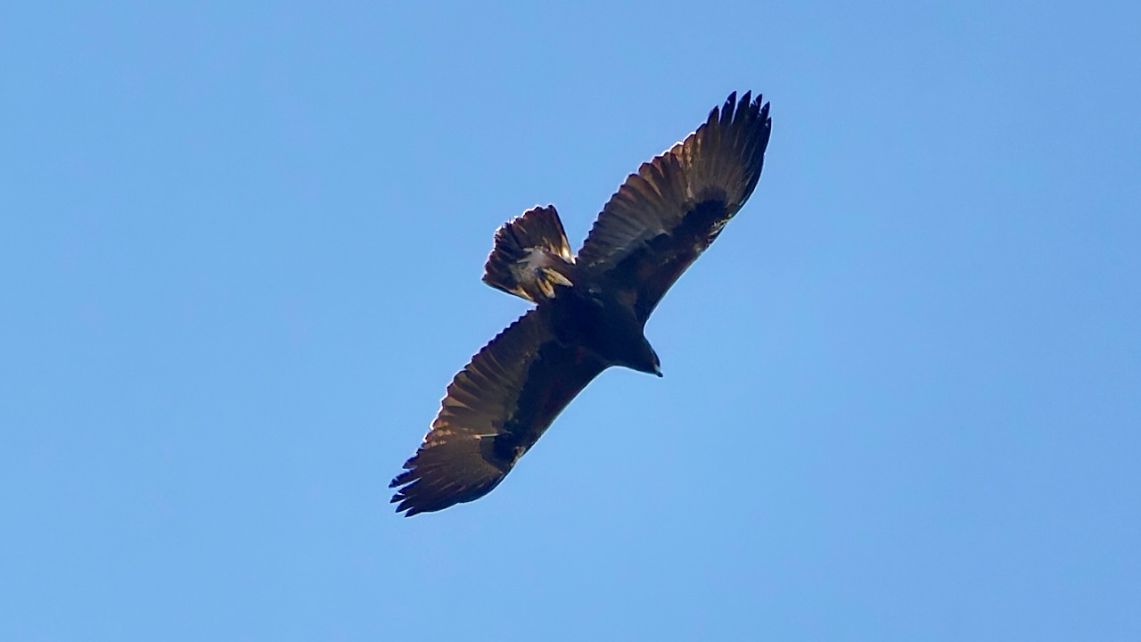 Golden Eagle