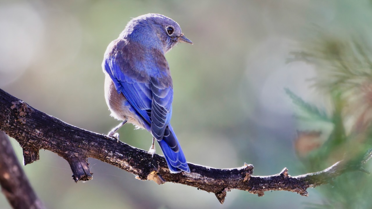 Western Bluebird