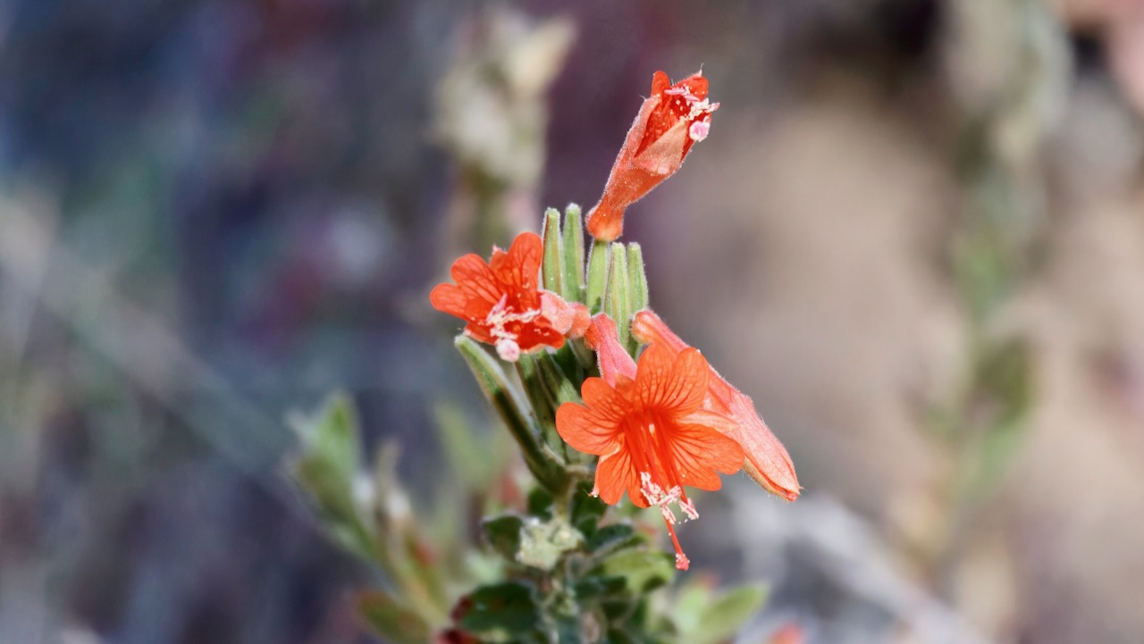 California Fuchsia