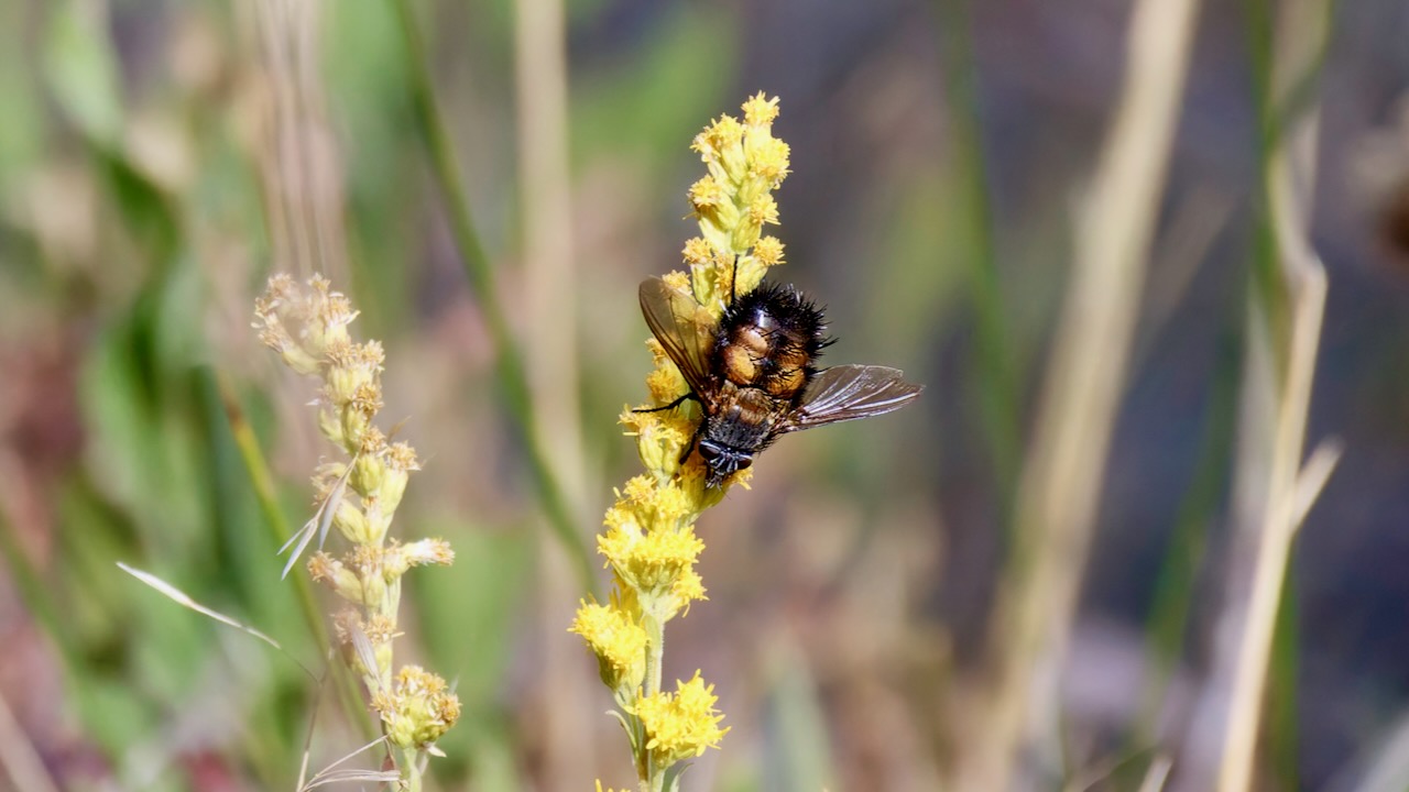 Spiny Tachina Fly