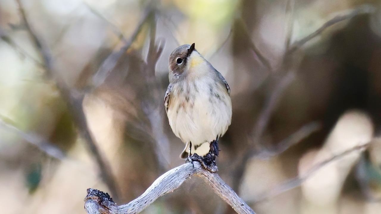 Yellow-rumped Warbler