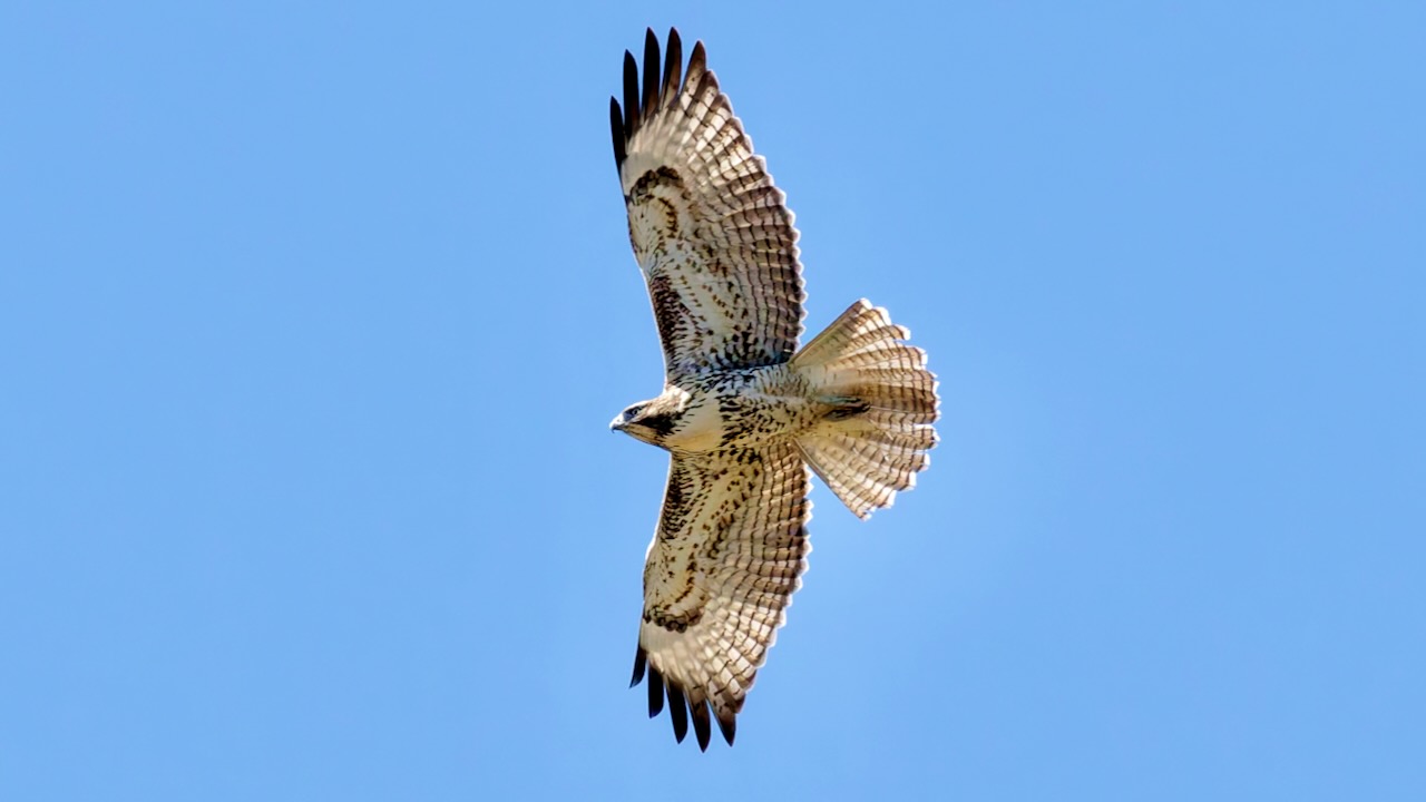 Red-tailed Hawk