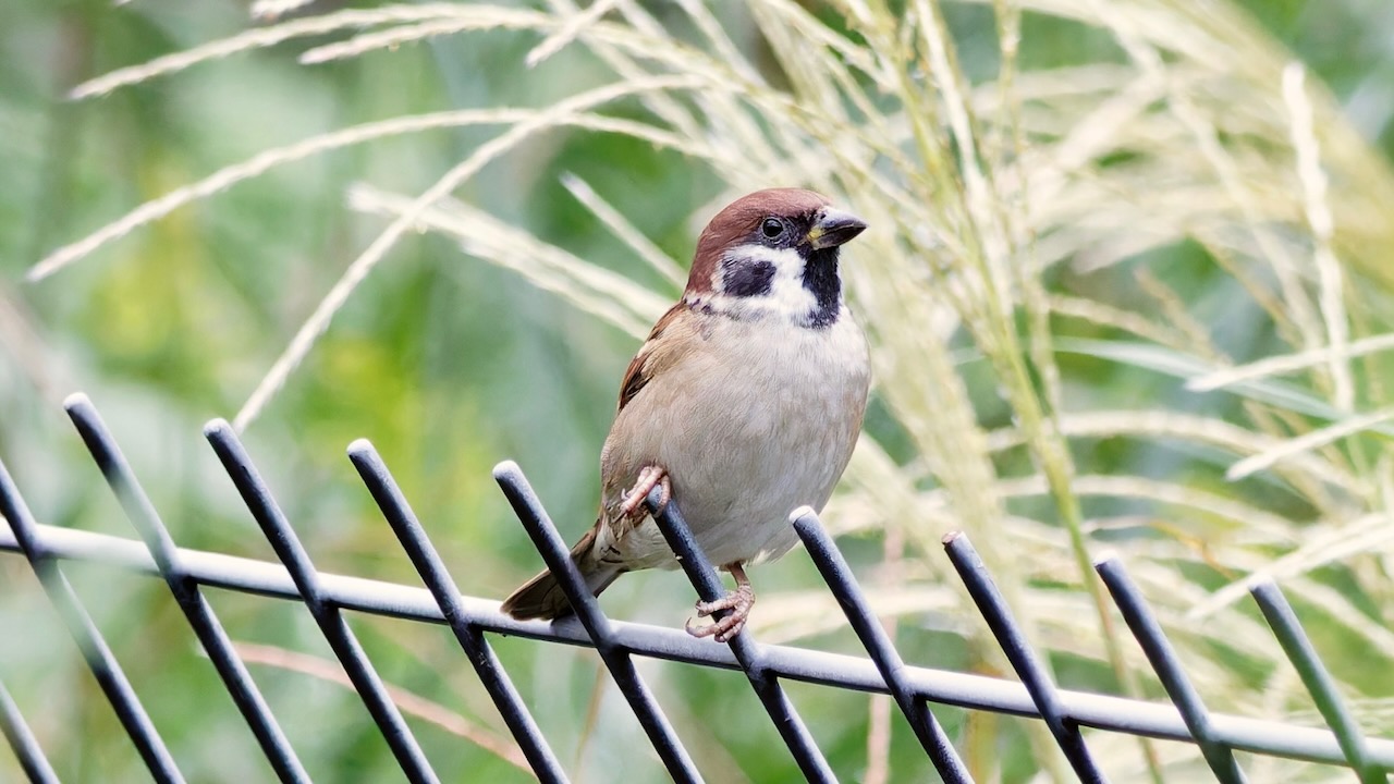 Eurasian Tree Sparrow