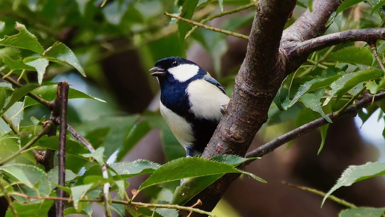 Japanese Tit