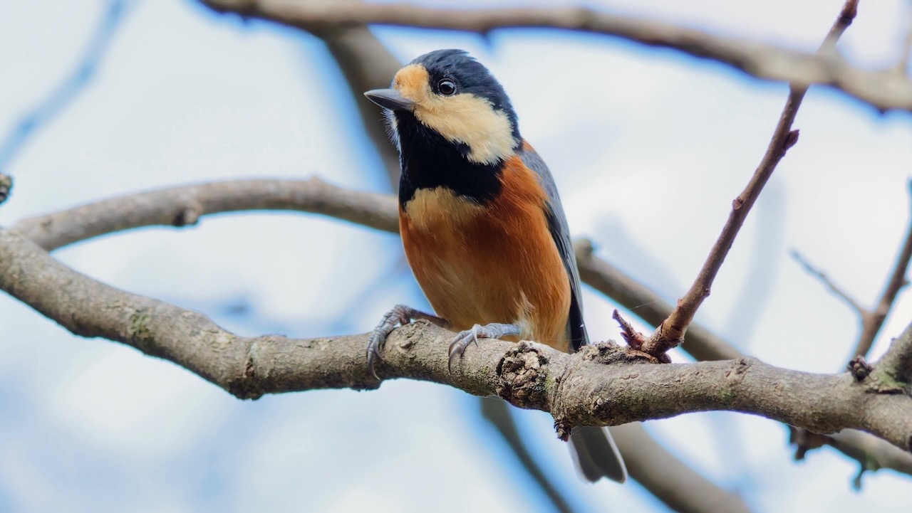 Varied Tit