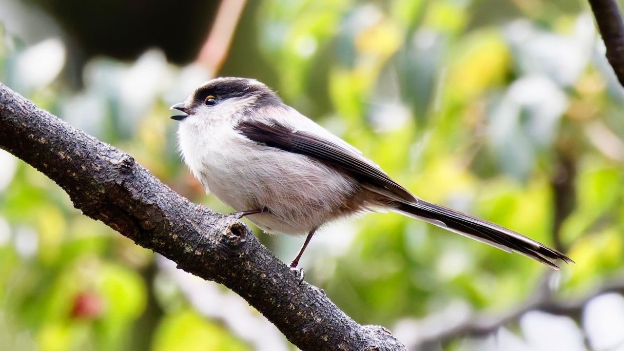 Long-tailed Tit