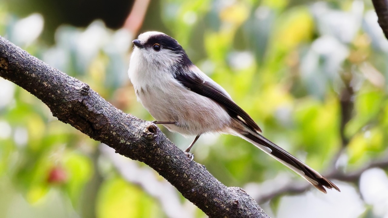 Long-tailed Tit