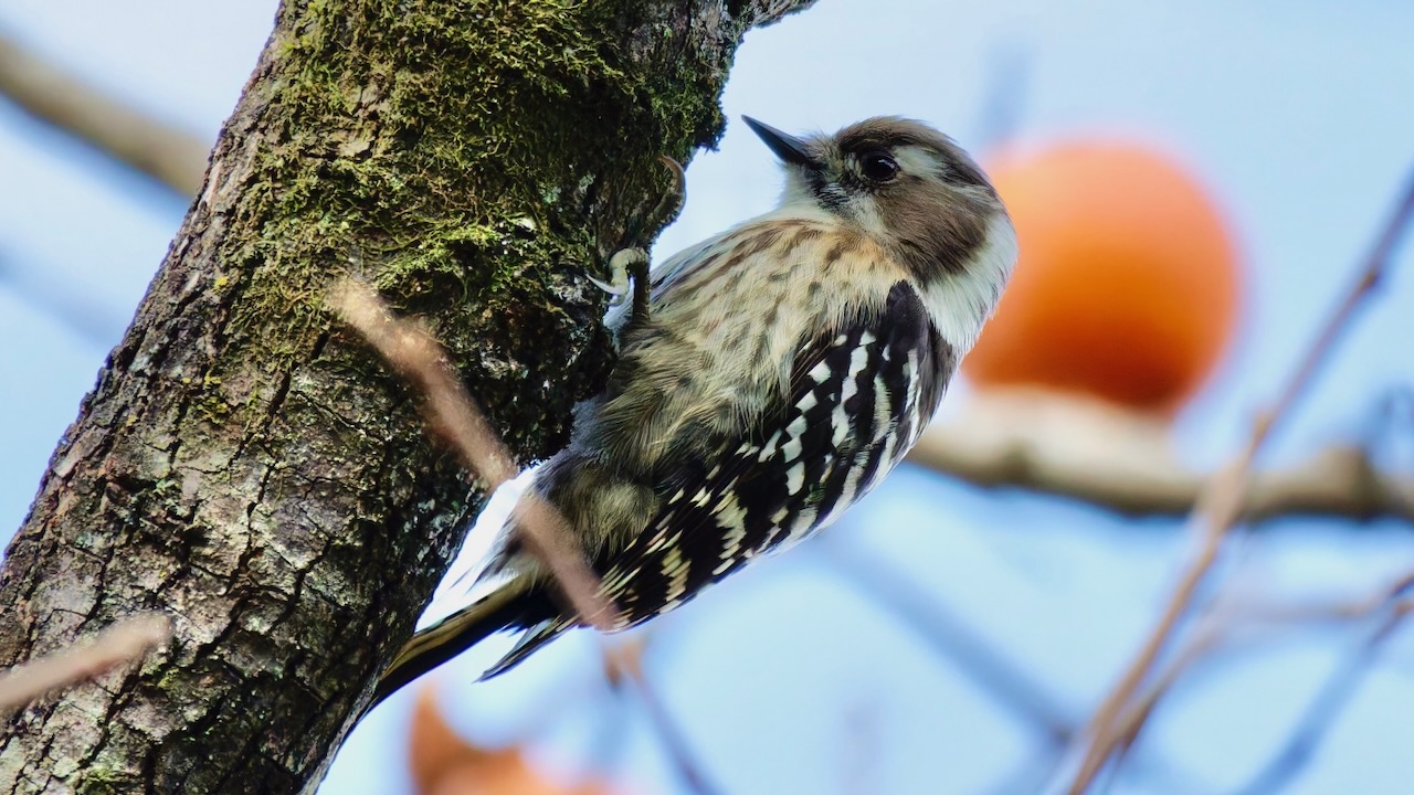 Japanese Pygmy Woodpecker