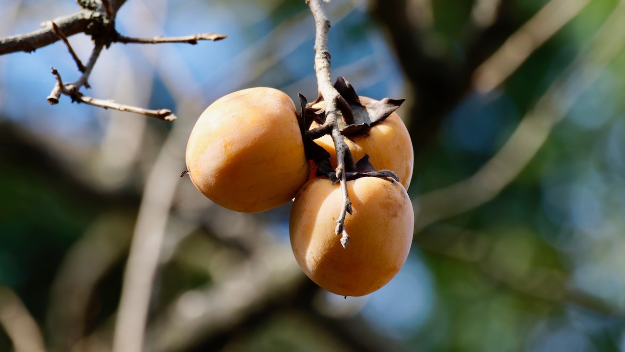 Persimmon