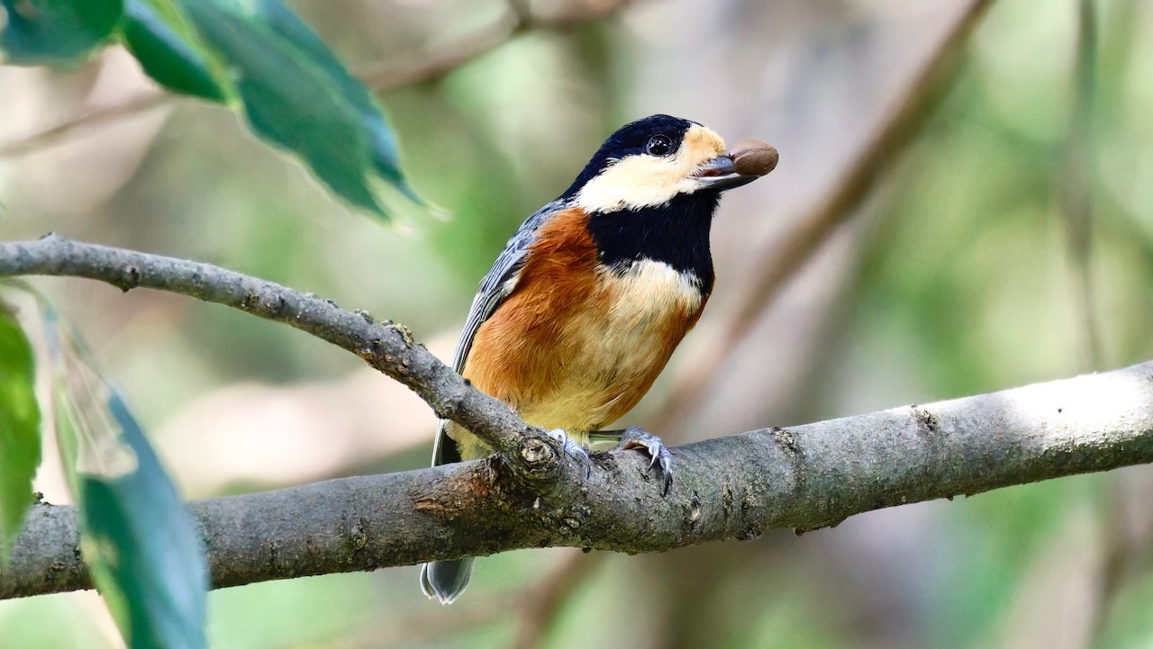 Varied Tit