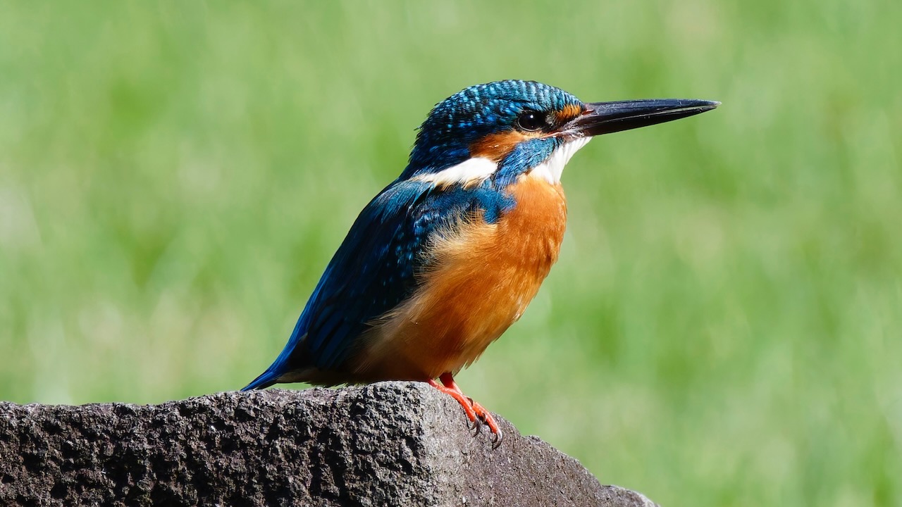 Common Kingfisher