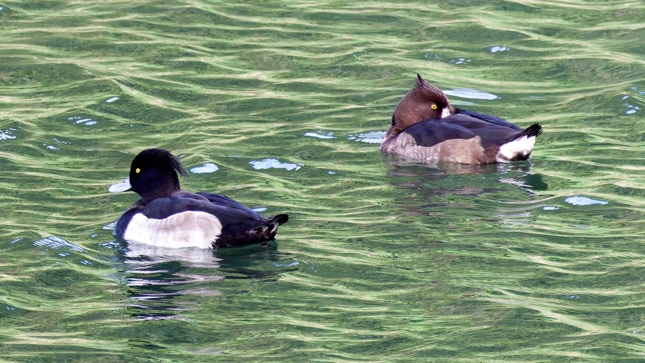 Tufted Ducks