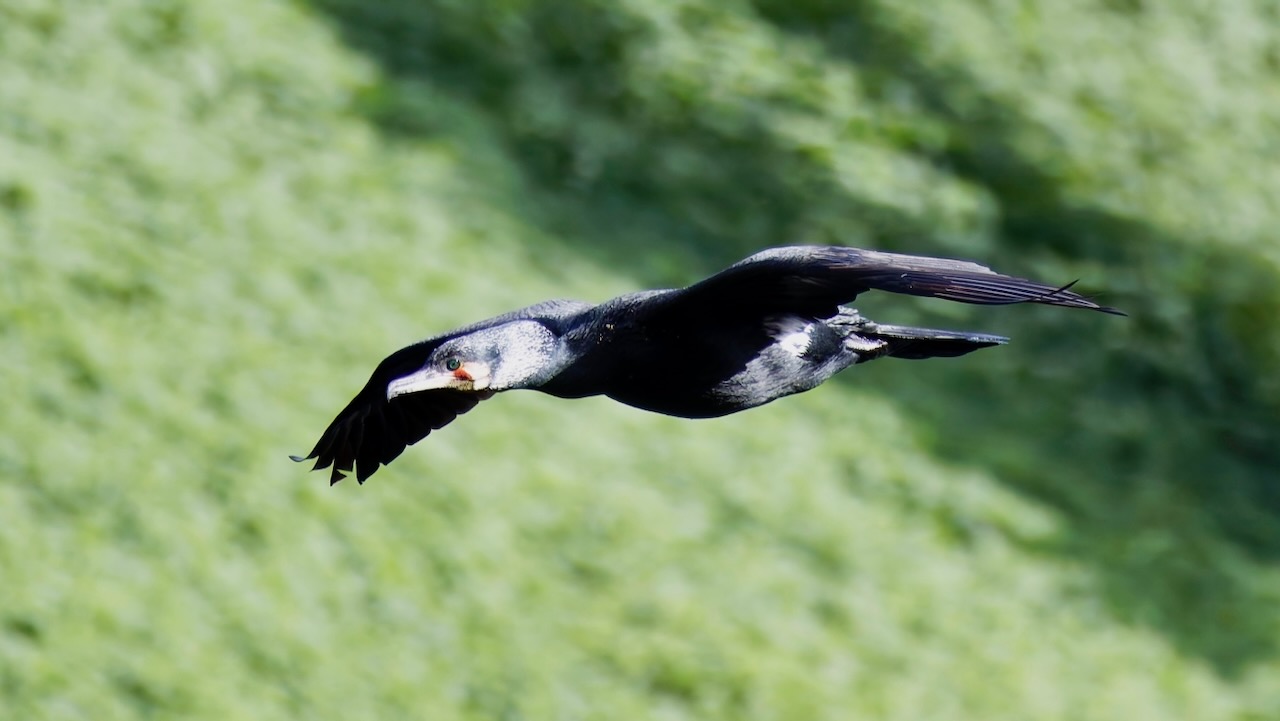 Great Cormorant